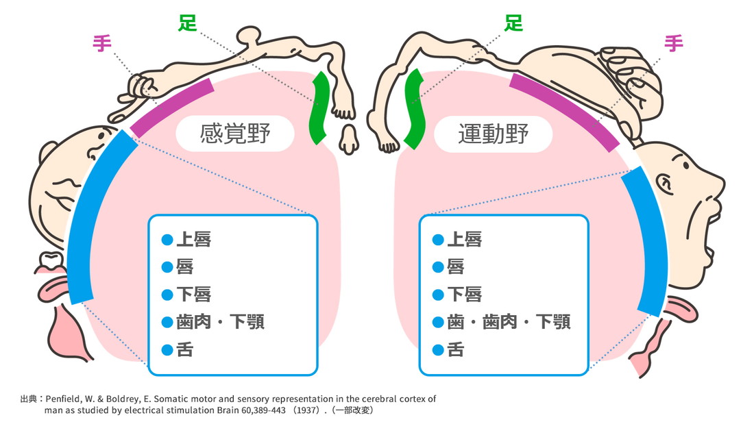 脳と体の部位の関係図 出典:Penfield, W. & Boldrey, E. Somatic motor and sensory representation in the cerebral cortex of man as studied by electrical stimulation Brain 60,389-443 (1937)。(一部改変)