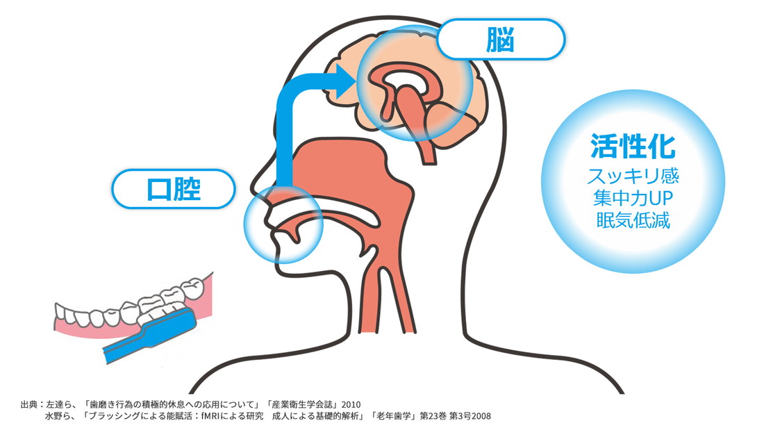 口腔 脳 活性化 スッキリ感 集中力UP 眠気低減 出典:左達ら、「歯磨き行為の積極的休息への応用について」「産業衛生学会誌」2010 水野ら、「ブラッシングによる能賦活: fMRIによる研究 成人による基礎的解析」「老年歯学」第23巻第3号2008